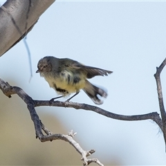 Smicrornis brevirostris (Weebill) at Dunlop, ACT - 5 Sep 2025 by AlisonMilton