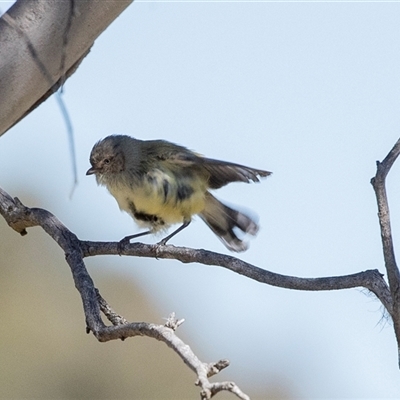 Smicrornis brevirostris (Weebill) at Dunlop, ACT - 5 Sep 2025 by AlisonMilton