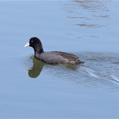 Fulica atra (Eurasian Coot) at Dunlop, ACT - 5 Sep 2025 by AlisonMilton