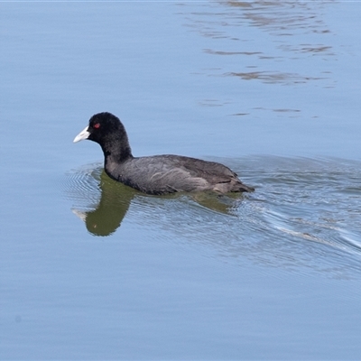Fulica atra (Eurasian Coot) at Dunlop, ACT - 5 Sep 2025 by AlisonMilton