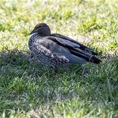 Chenonetta jubata (Australian Wood Duck) at Dunlop, ACT - 5 Sep 2025 by AlisonMilton