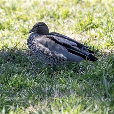 Chenonetta jubata (Australian Wood Duck) at Dunlop, ACT - 5 Sep 2025 by AlisonMilton