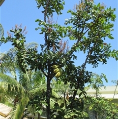Diploglottis bernieana (giant–leaved indigenous tamarind) at Cairns City, QLD - 30 Oct 2014 by JasonPStewart