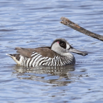 Malacorhynchus membranaceus (Pink-eared Duck) at Throsby, ACT - 4 Sep 2025 by TimL