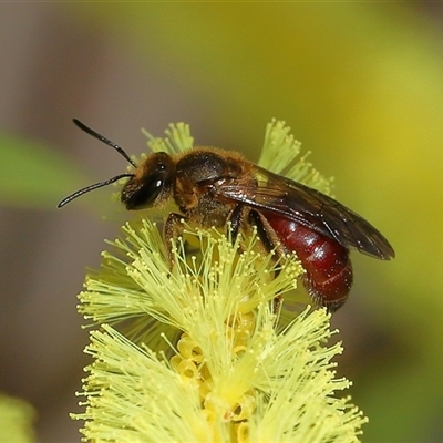 Lasioglossum (Parasphecodes) sp. (genus & subgenus) (Halictid bee) at Acton, ACT - 5 Sep 2025 by TimL