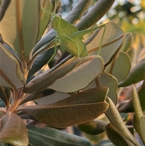 Caedicia simplex at Chapman, ACT - 31 Mar 2025 04:34 PM