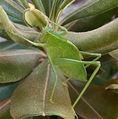 Caedicia simplex at Chapman, ACT - 31 Mar 2025 04:34 PM