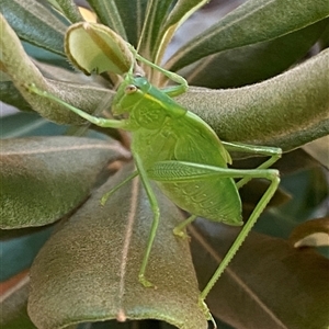 Caedicia simplex at Chapman, ACT - 31 Mar 2025 04:34 PM