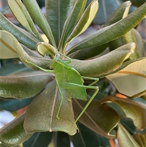 Caedicia simplex at Chapman, ACT - 31 Mar 2025 04:34 PM