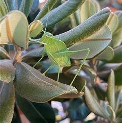 Caedicia simplex at Chapman, ACT - 31 Mar 2025 04:34 PM