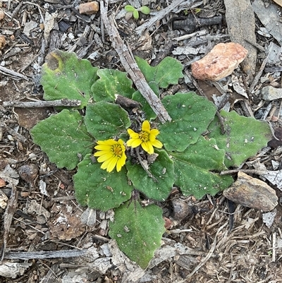 Cymbonotus (genus) (Bears Ears) at Aranda, ACT - 5 Sep 2025 by Jennybach