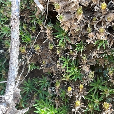 Polytrichaceae sp. (family) at Aranda, ACT - 5 Sep 2025 by Jennybach