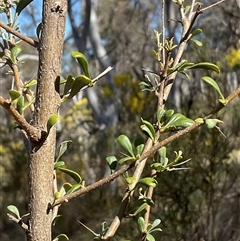 Bursaria spinosa subsp. lasiophylla (Australian Blackthorn) at Aranda, ACT - 5 Sep 2025 by Jennybach