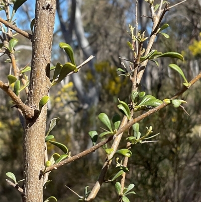 Bursaria spinosa subsp. lasiophylla (Australian Blackthorn) at Aranda, ACT - 5 Sep 2025 by Jennybach