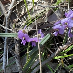 Hovea heterophylla (Common Hovea) at Aranda, ACT - 5 Sep 2025 by Jennybach