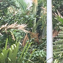 Diploglottis bernieana at Edge Hill, QLD - 3 Dec 2024 07:42 AM