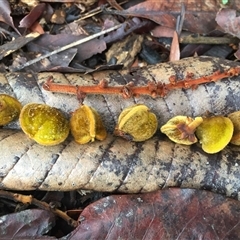 Diploglottis bernieana at Edge Hill, QLD - 3 Dec 2024 07:42 AM