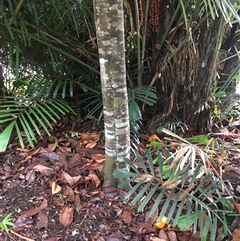 Diploglottis bernieana at Edge Hill, QLD - 3 Dec 2024 07:42 AM