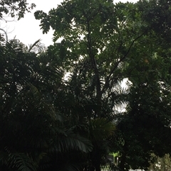 Diploglottis bernieana at Edge Hill, QLD - 3 Dec 2024 07:42 AM