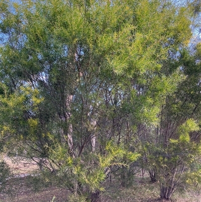 Unverified Wattle at Canyonleigh, NSW - 5 Sep 2025 by blacksheep