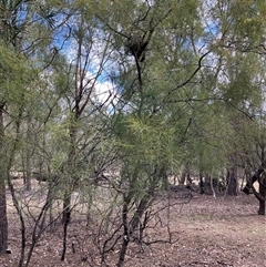 Unverified Other Shrub at Canyonleigh, NSW - 5 Sep 2025 by blacksheep