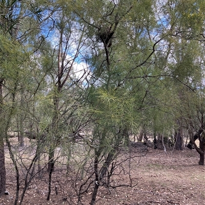 Unverified Other Shrub at Canyonleigh, NSW - 5 Sep 2025 by blacksheep