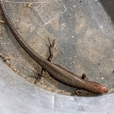 Lampropholis guichenoti (Common Garden Skink) at Canyonleigh, NSW - 5 Sep 2025 by blacksheep