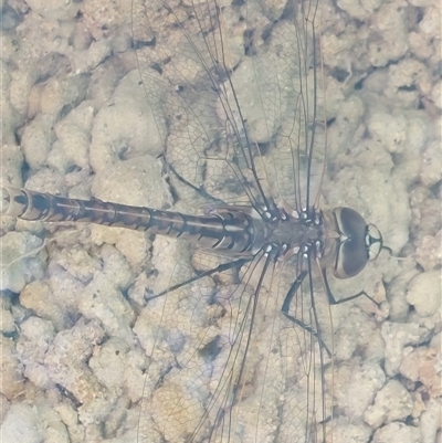 Anax papuensis (Australian Emperor) at Wirlinga, NSW - 6 Sep 2025 by RobCook