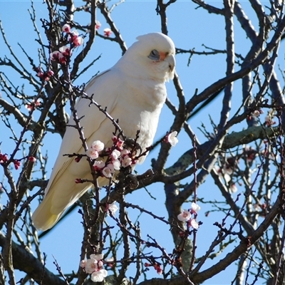 Cacatua sanguinea (Little Corella) at Symonston, ACT - 6 Sep 2025 by CallumBraeRuralProperty