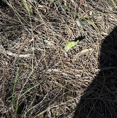 Caladenia actensis (Canberra Spider Orchid) at  - suppressed by petersan