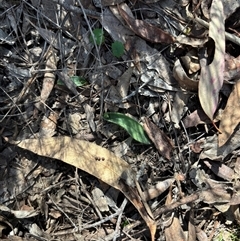 Glossodia major (Wax Lip Orchid) at Hackett, ACT - 5 Sep 2025 by petersan