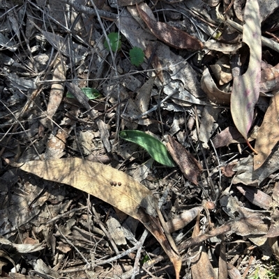 Glossodia major (Wax Lip Orchid) at Hackett, ACT - 5 Sep 2025 by petersan
