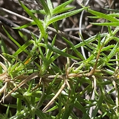Stellaria pungens (Prickly Starwort) at Aranda, ACT - 5 Sep 2025 by Jennybach