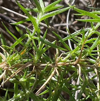 Stellaria pungens (Prickly Starwort) at Aranda, ACT - 5 Sep 2025 by Jennybach
