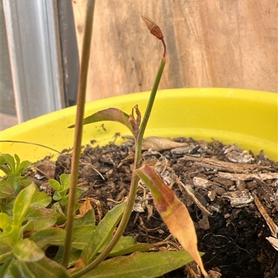 Wahlenbergia multicaulis (Tadgell's Bluebell) at  - suppressed by Untidy