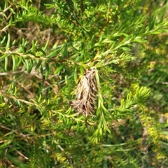 Psychidae (family) IMMATURE (Unidentified case moth or bagworm) at Copmanhurst, NSW - 25 Dec 2024 by MazzV