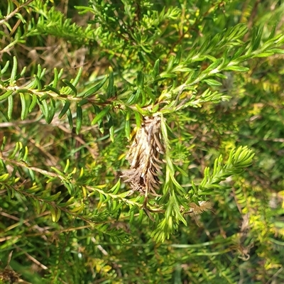 Psychidae (family) IMMATURE (Unidentified case moth or bagworm) at Copmanhurst, NSW - 25 Dec 2024 by MazzV