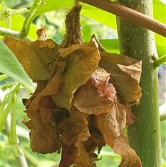 Unverified Case moth (Psychidae) by MazzV
