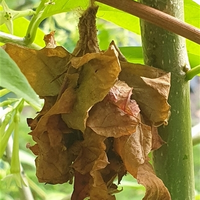 Unverified Case moth (Psychidae) at  - suppressed by MazzV