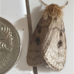 Leptocneria reducta (White Cedar Moth) at Copmanhurst, NSW - 29 Jan 2025 by MazzV