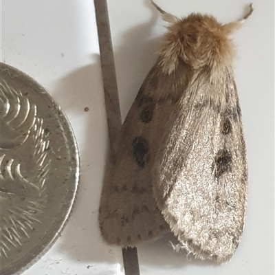 Leptocneria reducta (White Cedar Moth) at Copmanhurst, NSW - 29 Jan 2025 by MazzV