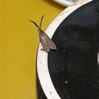 Zygaenidae (family) (Forester and Burnet moths) at  - suppressed by MazzV