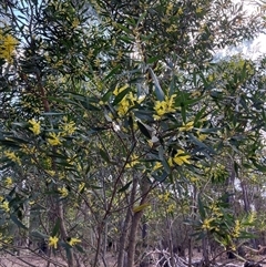 Acacia longifolia (Sydney Golden Wattle) at Canyonleigh, NSW - 5 Sep 2025 by blacksheep