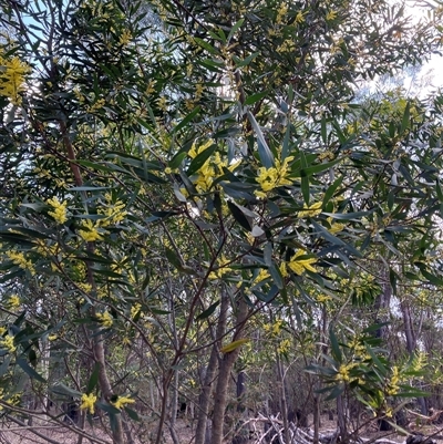 Acacia longifolia (Sydney Golden Wattle) at Canyonleigh, NSW - 5 Sep 2025 by blacksheep