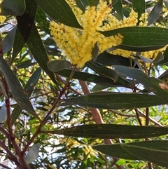 Acacia longifolia at Canyonleigh, NSW - 5 Sep 2025 11:26 AM