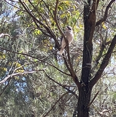 Dacelo novaeguineae (Laughing Kookaburra) at Canyonleigh, NSW - 5 Sep 2025 by blacksheep