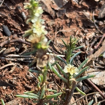 Unverified Cactus / Succulent at Boree Creek, NSW - 14 Jun 2025 by StrongM
