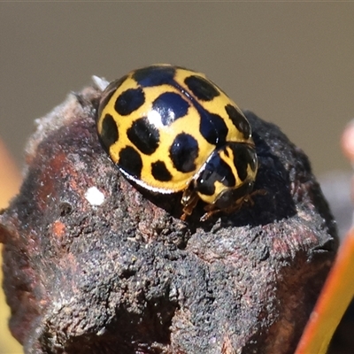 Harmonia conformis (Common Spotted Ladybird) at Bandiana, VIC - 6 Sep 2025 by KylieWaldon