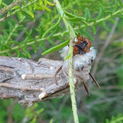 Metura elongatus (Saunders' Case Moth) at Copmanhurst, NSW - 27 Feb 2025 by MazzV