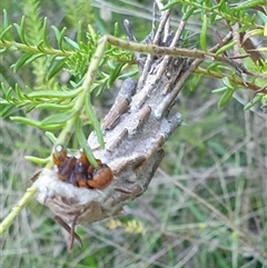 Metura elongatus at Copmanhurst, NSW - suppressed